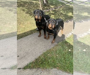 Father of the Rottweiler puppies born on 11/09/2024