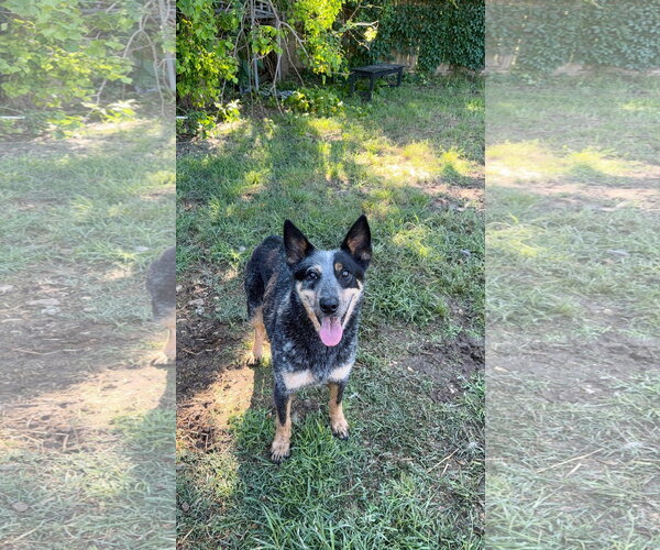 Medium Photo #1 Mutt Puppy For Sale in Jackson, MS, USA