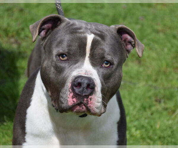 Medium Photo #3 American Staffordshire Terrier Puppy For Sale in Anniston, AL, USA