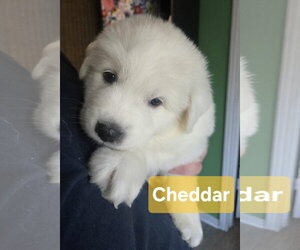 Great Pyrenees Dogs for adoption in Spring, TX, USA