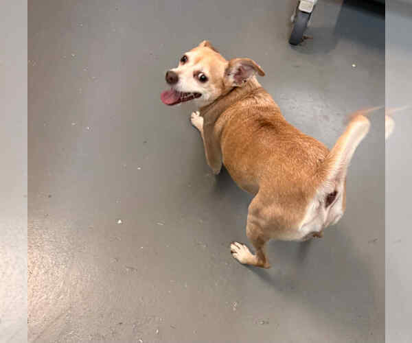 Medium Photo #5 Chihuahua-Unknown Mix Puppy For Sale in Rockaway, NJ, USA