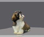 Small Photo #1 Shih Tzu Puppy For Sale in SAN DIEGO, CA, USA