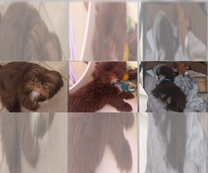 Father of the Shih Apso puppies born on 08/04/2025