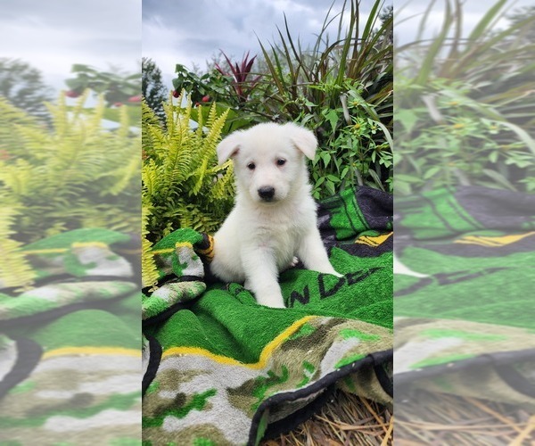 Medium Photo #1 German Shepherd Dog Puppy For Sale in GREENWOOD, WI, USA