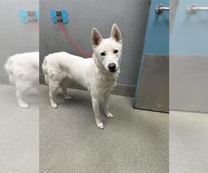 Siberian Husky-Unknown Mix Dogs for adoption in Las Vegas, NV, USA