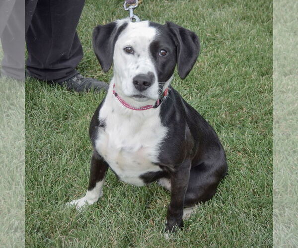 Medium Photo #2 Pointer-Unknown Mix Puppy For Sale in Huntley, IL, USA