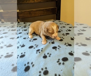 Miniature Australian Shepherd Puppy for sale in COOKEVLE, TN, USA