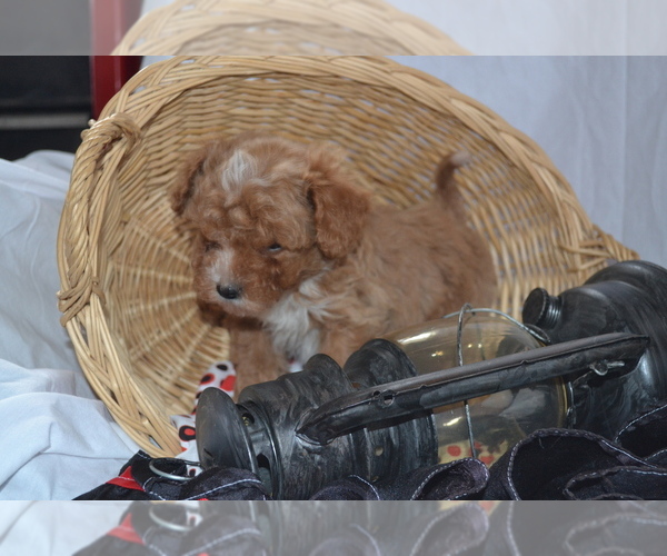 Medium Photo #4 Cavapoo (Miniature)-Poodle (Toy) Mix Puppy For Sale in GREENWOOD, WI, USA