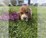 Small Photo #3 Basset Hound Puppy For Sale in GREENLEAF, WI, USA