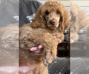 Poodle (Standard) Puppy for sale in CONCORD, VA, USA