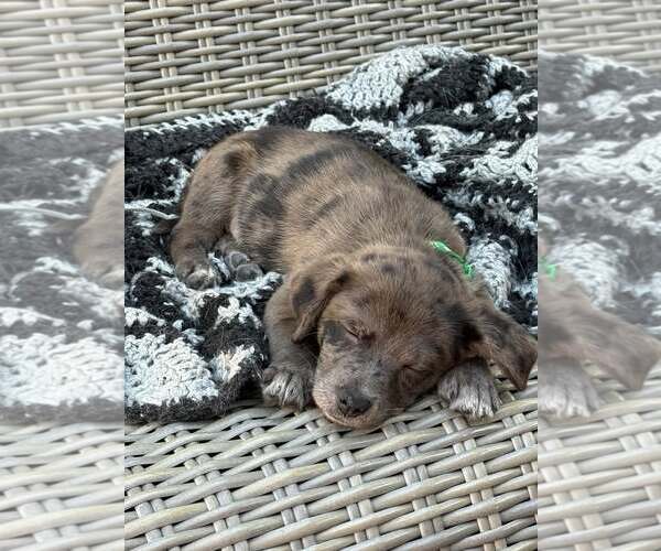 Medium Photo #2 Cairn Terrier-Unknown Mix Puppy For Sale in Oakhurst, NJ, USA