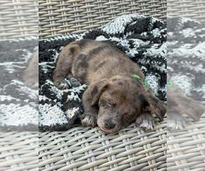 Andre - NO MORE APPLICATIONS PLEASE! - Male Cairn Terrier-Unknown Mix Dog for Adoption - Photo #2