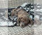 Small Photo #2 Cairn Terrier-Unknown Mix Puppy For Sale in Oakhurst, NJ, USA