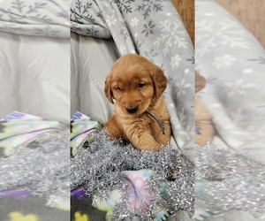 Medium Golden Retriever