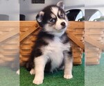 Small Photo #9 Pomsky Puppy For Sale in DELAWARE, OH, USA