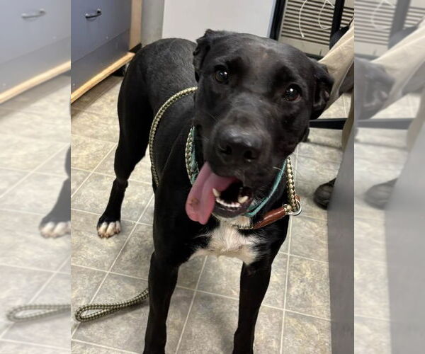 Medium Photo #11 Labrador Retriever-Unknown Mix Puppy For Sale in Rustburg, VA, USA