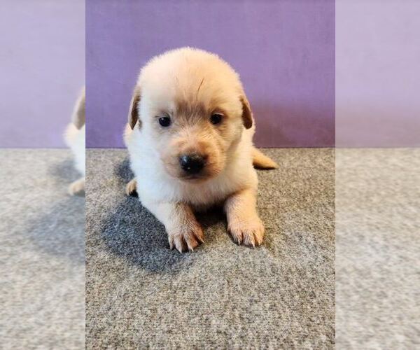Medium Photo #1 German Shepherd Dog-Golden Retriever Mix Puppy For Sale in MODESTO, CA, USA