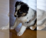 Small Photo #15 Australian Shepherd Puppy For Sale in GREER, SC, USA