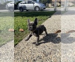 Small Photo #6 French Bulldog Puppy For Sale in MODESTO, CA, USA