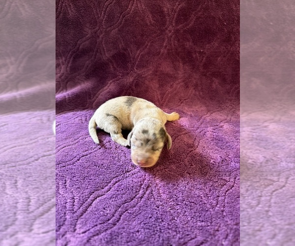 Medium Photo #15 Dachshund Puppy For Sale in BLMGTN, IN, USA