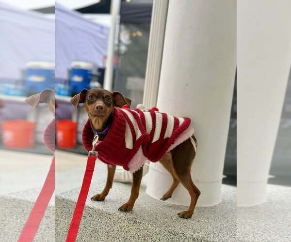 Medium Photo #5 Miniature Pinscher Puppy For Sale in Visalia, CA, USA