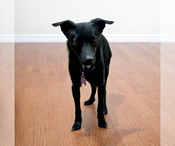 Medium Photo #3 Chihuahua-Unknown Mix Puppy For Sale in Spring Lake, NC, USA