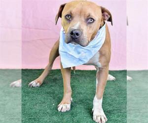 American Pit Bull Terrier Dogs for adoption in Bakersfield, CA, USA