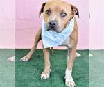 Small American Pit Bull Terrier