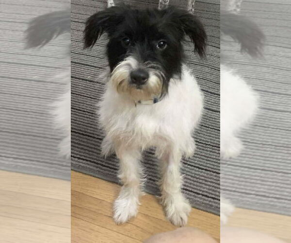 Medium Photo #1 Mutt Puppy For Sale in Westwood, NJ, USA