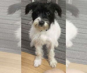 Mutt Dogs for adoption in Westwood, NJ, USA