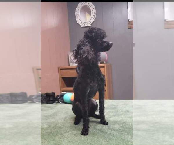 Medium Photo #1 Poodle (Miniature) Puppy For Sale in LUCEDALE, MS, USA