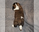 Small #3 Saint Bernard