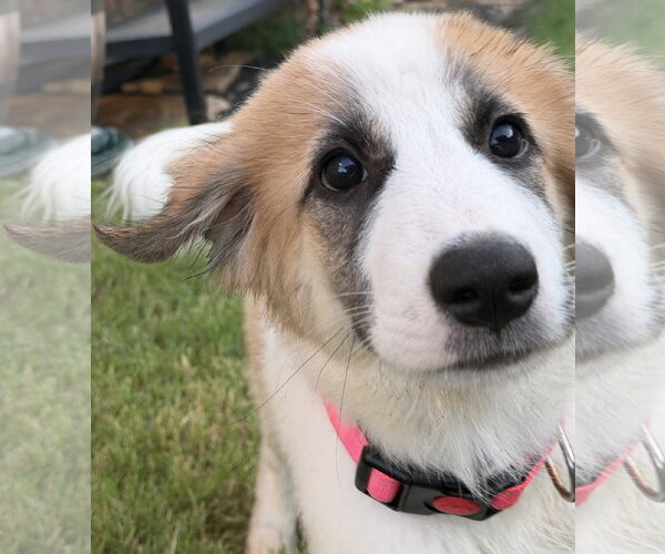 Medium Photo #9 Great Pyrenees-Unknown Mix Puppy For Sale in Dallas, TX, USA