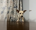 Small #28 Chihuahua