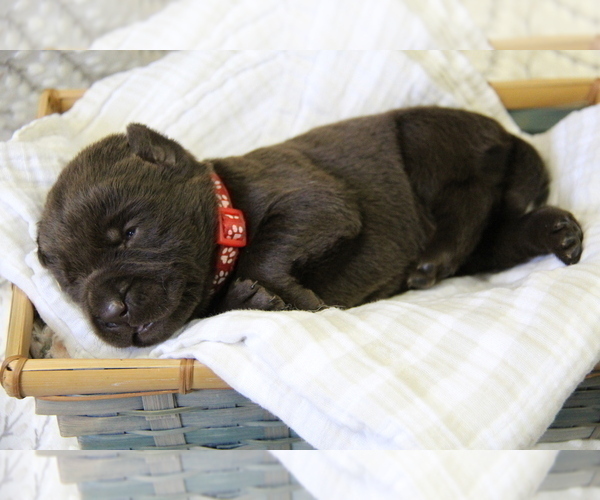 Medium Photo #2 Labrador Retriever Puppy For Sale in HYDE PARK, VT, USA