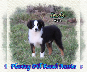 Miniature Australian Shepherd Puppy for sale in FORESTBURG, TX, USA