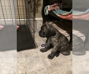 Cane Corso Puppy for sale in HERRIN, IL, USA