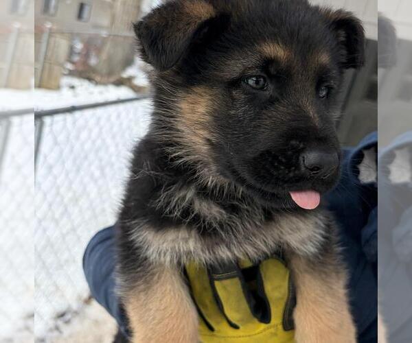 Medium Photo #2 German Shepherd Dog Puppy For Sale in WATERBURY, CT, USA