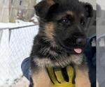 Small #1 German Shepherd Dog