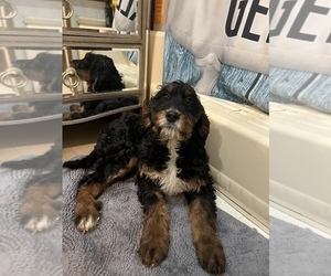 English Setterdoodle Puppy for sale in BREMEN, MN, USA