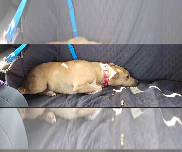 Medium Photo #6 Labrador Retriever-Unknown Mix Puppy For Sale in Sheboygan, WI, USA