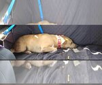 Small Photo #6 Labrador Retriever-Unknown Mix Puppy For Sale in Sheboygan, WI, USA