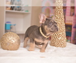 Small Photo #2 French Bulldog Puppy For Sale in RIVERSIDE, CA, USA