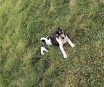 Puppy Oakley Rat Terrier