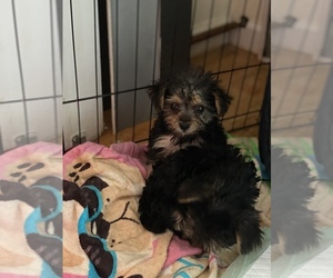 Morkie Dogs for adoption in PINE BUSH, NY, USA