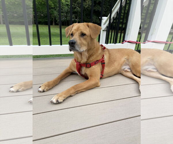 Medium Photo #2 Labrador Retriever-Unknown Mix Puppy For Sale in Oakhurst, NJ, USA