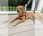 Small Photo #2 Labrador Retriever-Unknown Mix Puppy For Sale in Oakhurst, NJ, USA