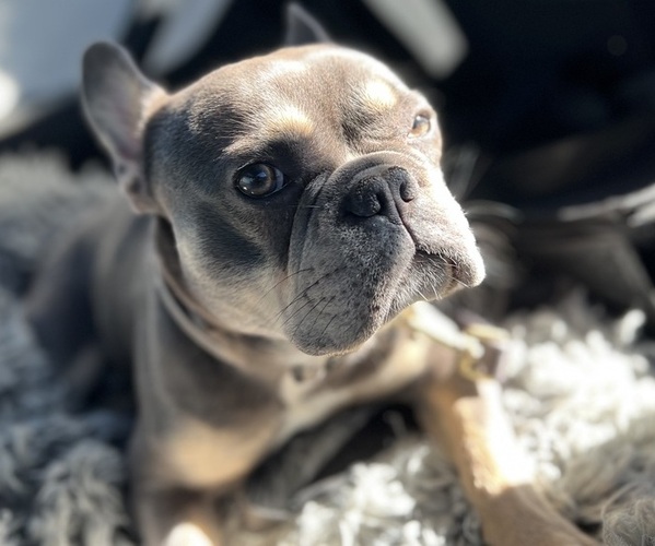 Medium Photo #1 Bernedoodle-French Bulldog Mix Puppy For Sale in EL DORADO HILLS, CA, USA