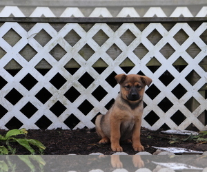 Golden Shepherd-Rottweiler Mix Puppy for sale in SHILOH, OH, USA