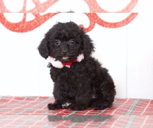 Poodle (Miniature) Puppy for sale in BEL AIR, MD, USA